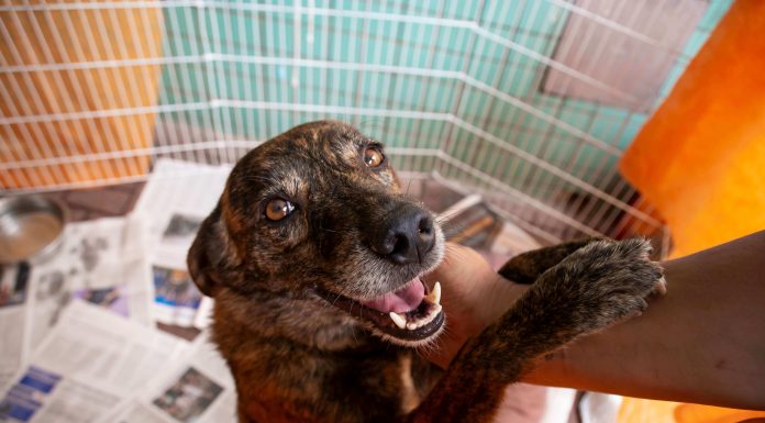 Transição alimentar ajuda na adoção de um novo pet