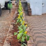 Botucatu: Shopping Amando inicia a revitalização dos canteiros da Praça do Bosque