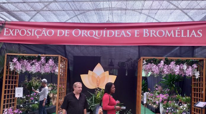 Fim de semana paulista tem exposição e palestras gratuitas sobre orquídeas