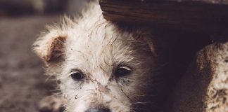 Acidentes são os principais riscos para animais perdidos