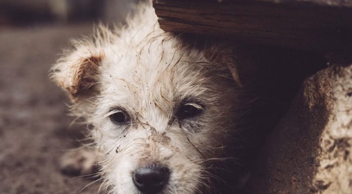 Acidentes são os principais riscos para animais perdidos
