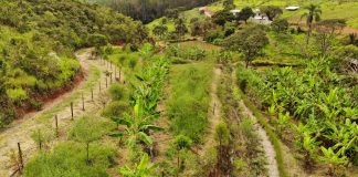 Agricultura regenerativa é opção para produção sustentável Agricultura regenerativa é opção para produção sustentável