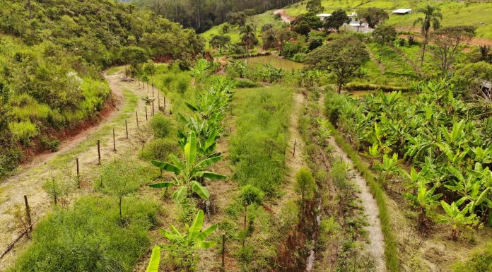 Agricultura regenerativa é opção para produção sustentável Agricultura regenerativa é opção para produção sustentável