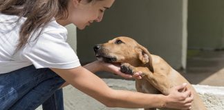 Campanha reforça luta contra a crueldade aos animais