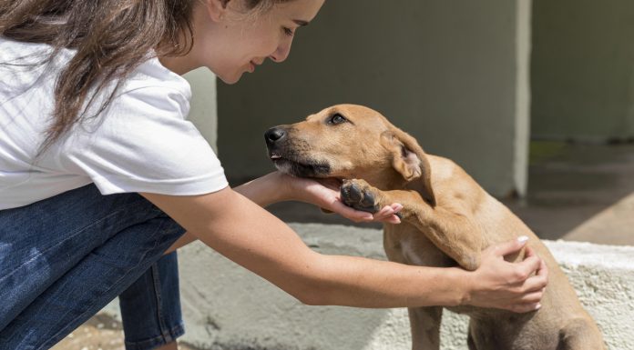 Campanha reforça luta contra a crueldade aos animais Campanha reforça luta contra a crueldade aos animais