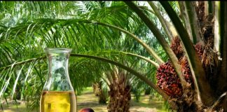 Óleo de palma tem potencial para crescimento no Brasil Óleo de palma tem potencial para crescimento no Brasil