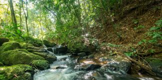 Primeiro Festival Portal da Mata Atlântica acontece em Juquitiba e São Lourenço Primeiro Festival Portal da Mata Atlântica acontece em Juquitiba e São Lourenço