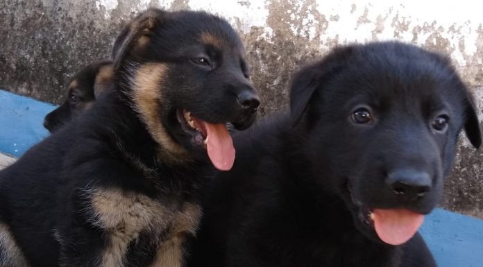 Aspectos positivos do convívio com os cães proporcionam benefícios aos tutores