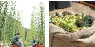 Grupo Petrópolis é premiado na Copa Brasileira de Lúpulos