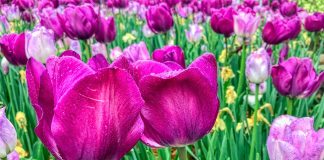 Derivativos: histórico e como caem nas provas de certificação ANBIMA CPA-20