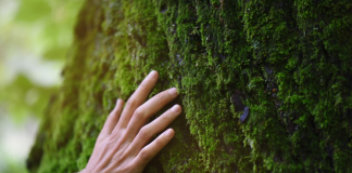 Nova regulamentação europeia vetará importações de produtos não sustentáveis