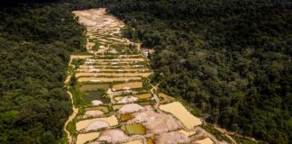 MP do Ouro: combate ao extrativismo ilegal MP do Ouro: combate ao extrativismo ilegal