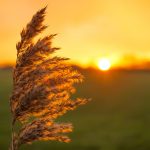 Botucatu: Semana começa com sol e calor e alerta para a baixa umidade do ar