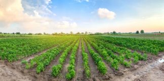 Gilbarco Veeder-Root participa da Agrishow 2023