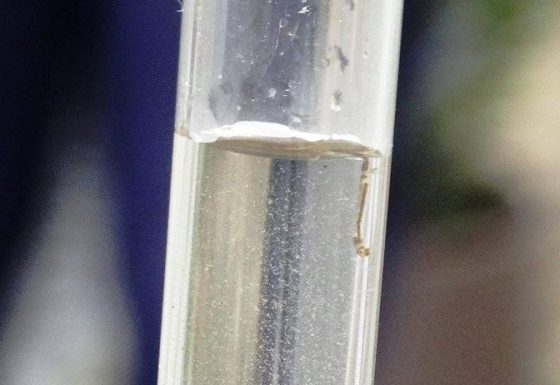 Botucatu tem queda de 30% nos casos de dengue em comparação com o mesmo período do ano passado