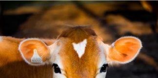 Suplementação de fósforo desafia a agropecuária brasileira