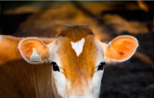 Suplementação de fósforo desafia a agropecuária brasileira