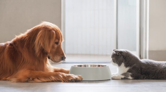 Especialista esclarece alguns mitos e verdades sobre a alimentação dos pets