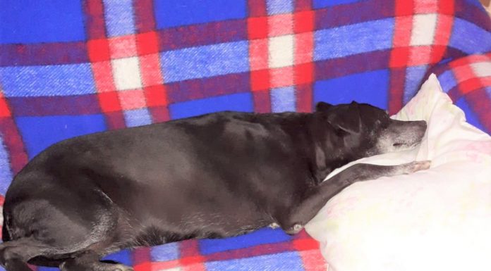 Botucatu: Cachorra morre após barulho de som alto e rojão em festa em rancho vizinho no Rio Bonito