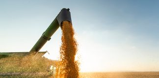 Recuperação Judicial pode impedir confisco de safra