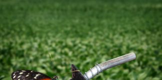 Cadeia de soja e biodiesel é destaque no PIB do agronegócio Cadeia de soja e biodiesel é destaque no PIB do agronegócio