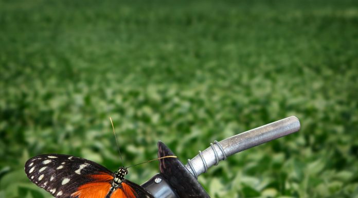 Cadeia de soja e biodiesel é destaque no PIB do agronegócio