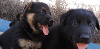 Carrapatos representam um perigo para a saúde dos humanos e animais