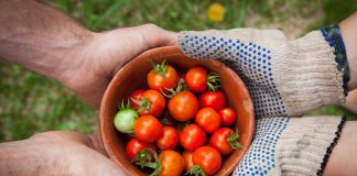 Projeto incentiva o consumo de hortaliças desde cedo em crianças Projeto incentiva o consumo de hortaliças desde cedo em crianças