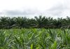 Nova realidade do agro brasileiro precisa incluir o Agronegócio Sustentável