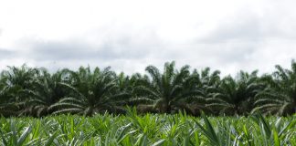 Nova realidade do agro brasileiro precisa incluir o Agronegócio Sustentável Nova realidade do agro brasileiro precisa incluir o Agronegócio Sustentável