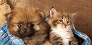 Inverno exige maior dedicação aos animais de estimação