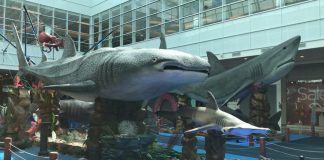 King Eventos leva exposições temáticas para todo o Brasil