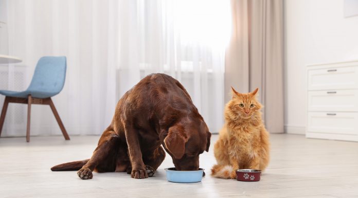 Alimentos com prebióticos melhoram a saúde gastrointestinal de cães e gatos