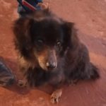 Botucatu: Cão não abandona tutor que faleceu e é encontrado ao lado do corpo do idoso