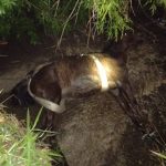 Botucatu: Cavalo é resgatado com uso de máquina pá-carregadeira após cair em canaleta de água