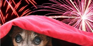 Festas juninas podem gerar uma série de transtornos para os pets
