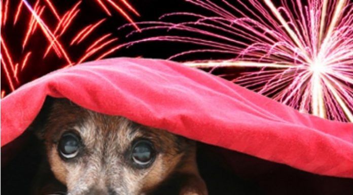 Festas juninas podem gerar uma série de transtornos para os pets