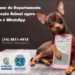 Botucatu: Telefone do Departamento de Proteção Animal agora é WhatsApp