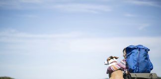 Viajar com animais de estimação exige planejamento