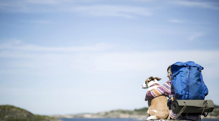 Viajar com animais de estimação exige planejamento Viajar com animais de estimação exige planejamento