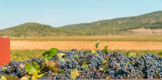 Responsabilidade ambiental aumenta na produção de vinhos Responsabilidade ambiental aumenta na produção de vinhos