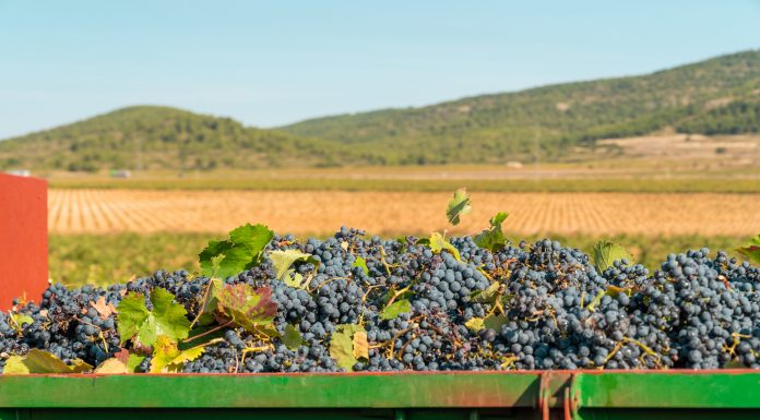 Responsabilidade ambiental aumenta na produção de vinhos Responsabilidade ambiental aumenta na produção de vinhos
