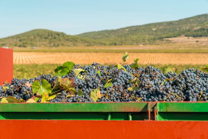 Responsabilidade ambiental aumenta na produção de vinhos Responsabilidade ambiental aumenta na produção de vinhos