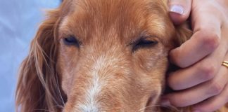 Registro Geral de Animais pode ajudar no resgate de pets Registro Geral de Animais pode ajudar no resgate de pets