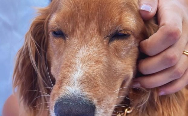 Registro Geral de Animais pode ajudar no resgate de pets