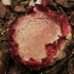 Botucatu: Pesquisa da Unesp estuda a “Flor Cogumelo”, planta que atrai polinizadores incomuns