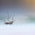 Botucatu: VAS recomenda que os cuidados para eliminar o mosquito Aedes aegypti e combater a dengue devem ser constantes