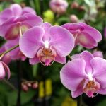 3ª Mostra, Curso Gratuito e Venda de Orquídeas em Botucatu: Um Evento Imperdível para Amantes de Orquídeas