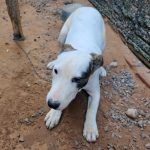 Botucatu: Idoso de 65 anos é preso por maus tratos a animais em Rubião Júnior