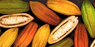 Grupo BBF iniciará cultivo de cacau e açaí na Amazônia Grupo BBF iniciará cultivo de cacau e açaí na Amazônia